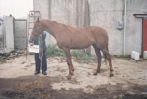 ���ǵ� (SINUITTAL) ����