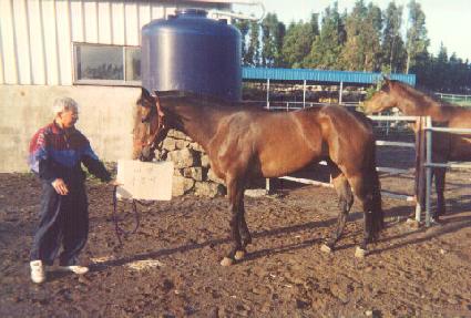 ������ ����