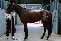 ��ſ� (JEULGEOWO) ����