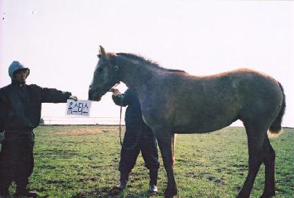 ���ɹ� ����