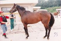 ������ (PPAREUGE) ����