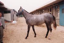 ����� (CHUNGJANGNO) ����