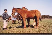 û�� (CHEONG AN) ����