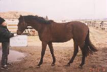 �̽��ͷ絹�� (MR. RUDOLF) ����