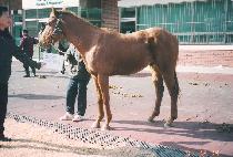 ���̵�ų�� (LADY KILLER) ����