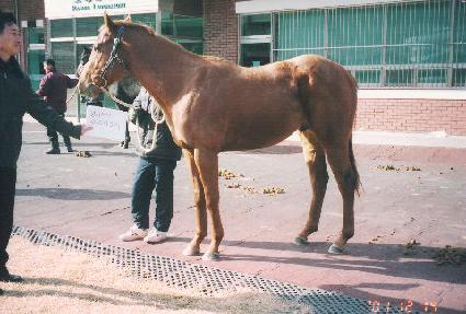 ���̵�ų�� ����