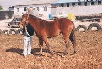 ��µ��� (USEUNG DOSA) ����