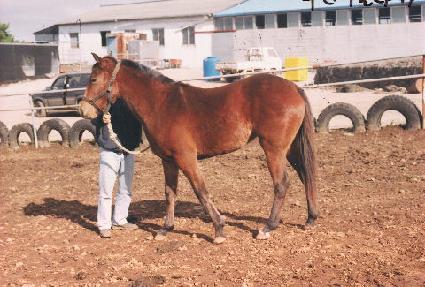 ��µ��� ����