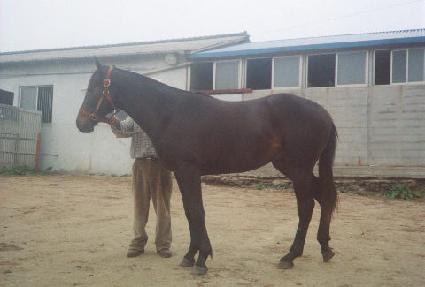 ������ ����