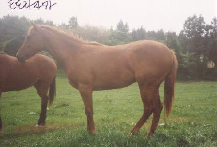 õ�� ����