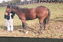 ��õ (WOLCHEON) ����