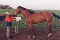 ȣ�� (HOWON) ����