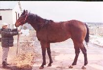 �������� (EOMJI DONGJA) ����