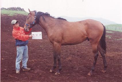 Ȳ�ݷ� ����