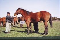 ������ (LEGEND) ����