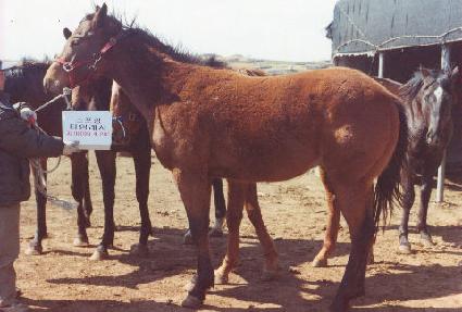 ��ȣ�屺 ����