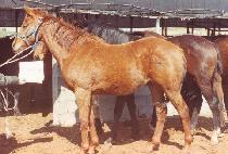 �Ѷ��� (HALLA DAEWANG) ����