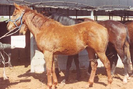 �Ѷ��� ����