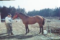 ���� (DONGCHUNG) ����