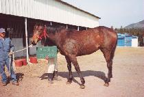 ��õ (MYEONGCHEON) ����