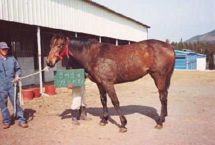 ��õ ����