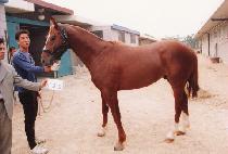 ������ (LET��S GO) ����