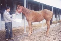 Ž���� (TAMSEUREON) ����