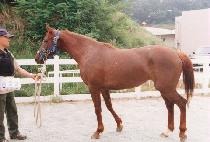 ���̾Ʈ (FIRE BOLT) ����