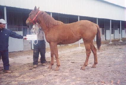 ���� ����