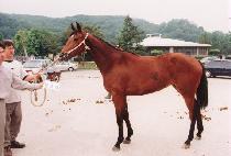 �����Ҹ� (JAGEUN SOMANG) ����