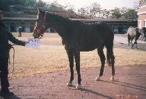 ���� (DAEJU) ����