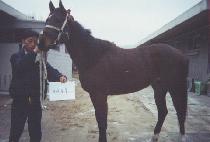 ������ (KOJIMO) ����