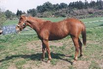 �ۺ��� (SONGBUJA) ����