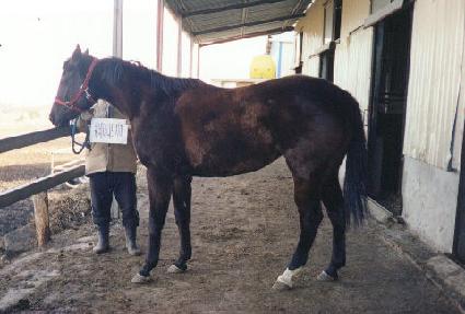 ������ ����