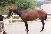 �ڴ� (SOTTAE) ����