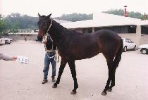 ������ (APOLLON) ����