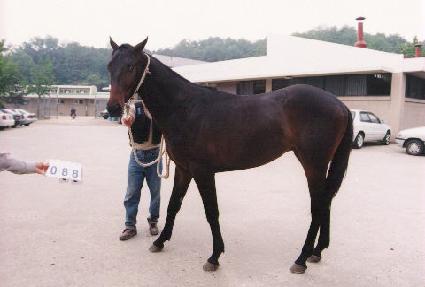 ������ ����