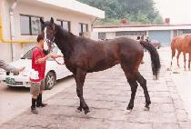 ������ (MANGNIJI) ����