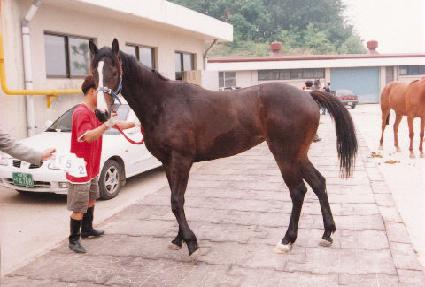 ������ ����