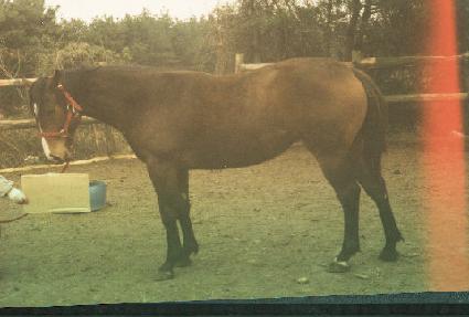 �����ʵ� ����