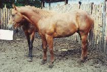 �ٺ��� (DA BO GI) ����