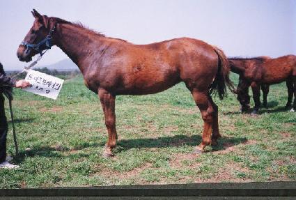 �ư��� ����