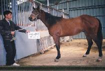 ���� (ALCHAN) ����