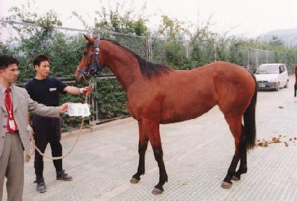 �ڼ�ȭ ����