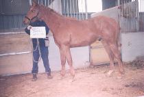 ����� (BIG BROTHER) ����