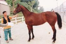 ���е� (MUHAKDONG) ����