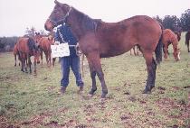 ����� (KKOTJANGGOL) ����