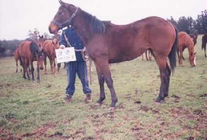 ����� ����