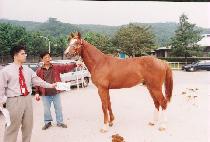 ��õ��ǳ (GWACHEON UNGPUNG) ����