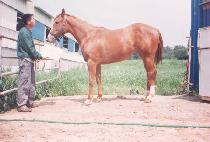 ��ȭ�� (PYEONGHWASANG) ����